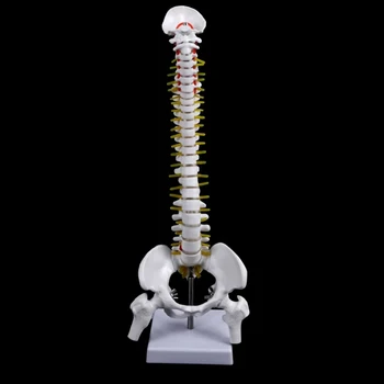 45CM מדע הרפואה הטבעית עמוד השדרה העורף ואת האגן חגורה הירך מודל הוראה למידה אנושית של עמוד השדרה מבוגר מודלים 2Kinds