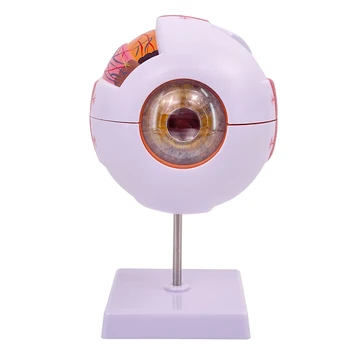 אנטומי דגם רפואי בגוף האדם עם פי-שש הגדלה של גלגל העין העין מבנה חמישה חושים רפואת העיניים.