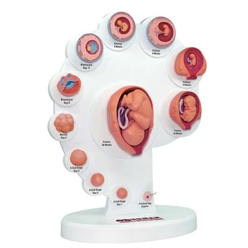 4D התפתחות העובר האנושי אנטומי דגם צמיחה עוברית איברים מלמד Alpinia נאספו צעצועים
