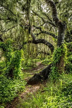 טחב ספרדי עצי אלון יער גדולה ביער הגשם תמונות רקע באיכות גבוהה למחשב להדפיס את נופי צילום רקעים