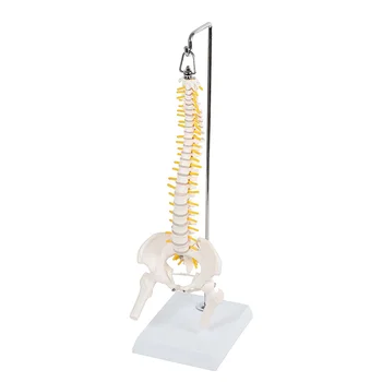 מיניאטורה אנושית עמוד השדרה מודל גמיש השדרה פריצת דיסק, עצבים, עורקים, בתותב סטודנטים לרפואה כלי