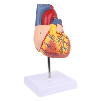 מפורק אנטומי הלב האנושי מודל האנטומיה רפואי כלי הלימוד ספינת ירידה