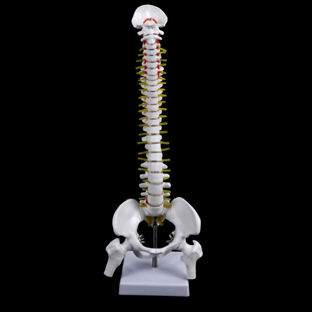 45CM מדע הרפואה הטבעית עמוד השדרה העורף ואת האגן חגורה הירך מודל הוראה למידה אנושית של עמוד השדרה מבוגר מודלים 2Kinds - 0