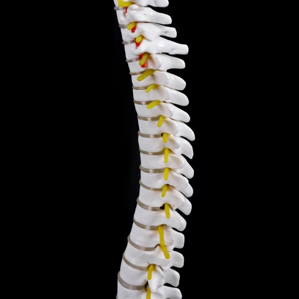 45CM מדע הרפואה הטבעית עמוד השדרה העורף ואת האגן חגורה הירך מודל הוראה למידה אנושית של עמוד השדרה מבוגר מודלים 2Kinds - 1