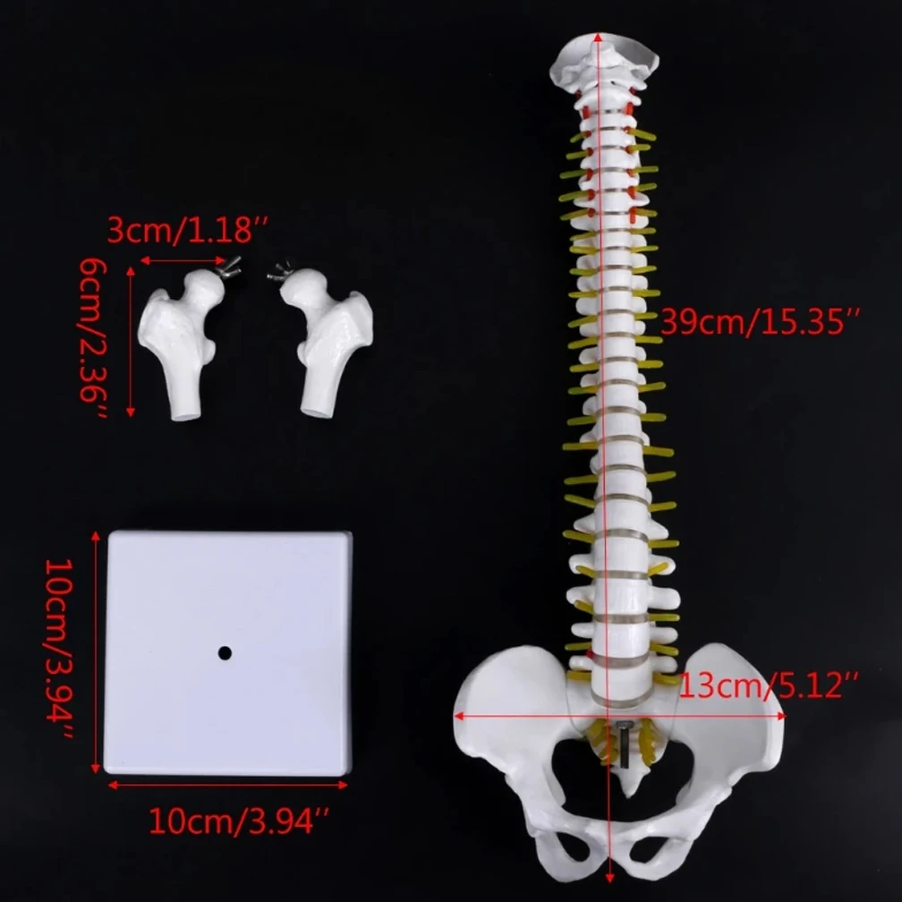45CM מדע הרפואה הטבעית עמוד השדרה העורף ואת האגן חגורה הירך מודל הוראה למידה אנושית של עמוד השדרה מבוגר מודלים 2Kinds - 3