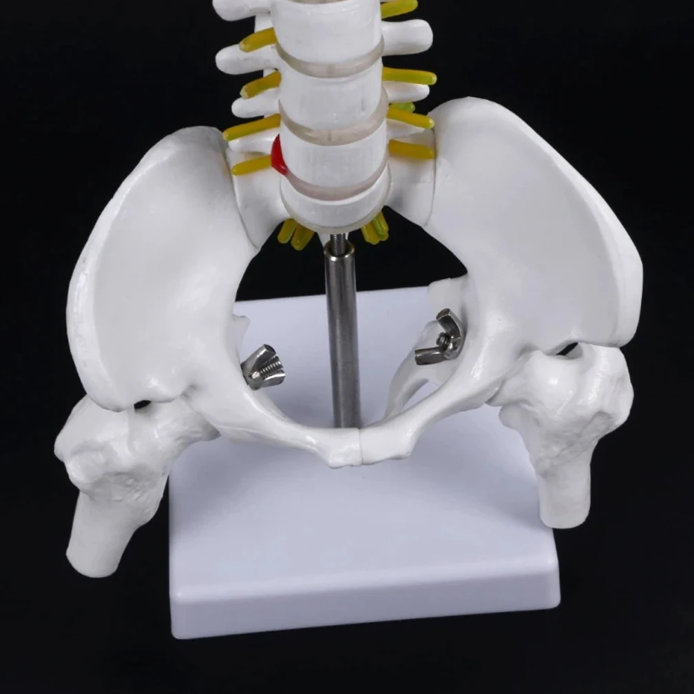 45CM מדע הרפואה הטבעית עמוד השדרה העורף ואת האגן חגורה הירך מודל הוראה למידה אנושית של עמוד השדרה מבוגר מודלים 2Kinds - 4