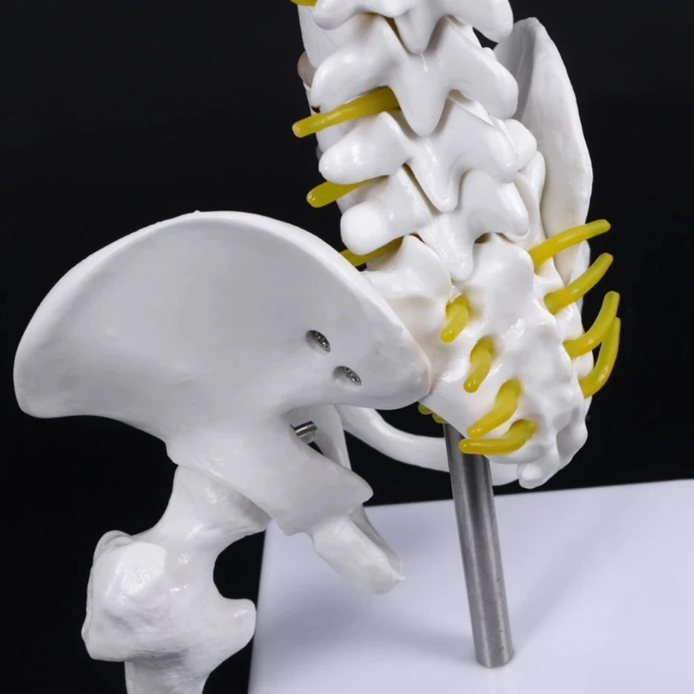45CM מדע הרפואה הטבעית עמוד השדרה העורף ואת האגן חגורה הירך מודל הוראה למידה אנושית של עמוד השדרה מבוגר מודלים 2Kinds - 5